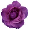 Flower Rose  Red- Purple Transparent Image